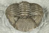 Eldredgeops Trilobite Fossil - Silica Shale, Ohio #188840-1